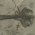 Thumbnail squaloraja